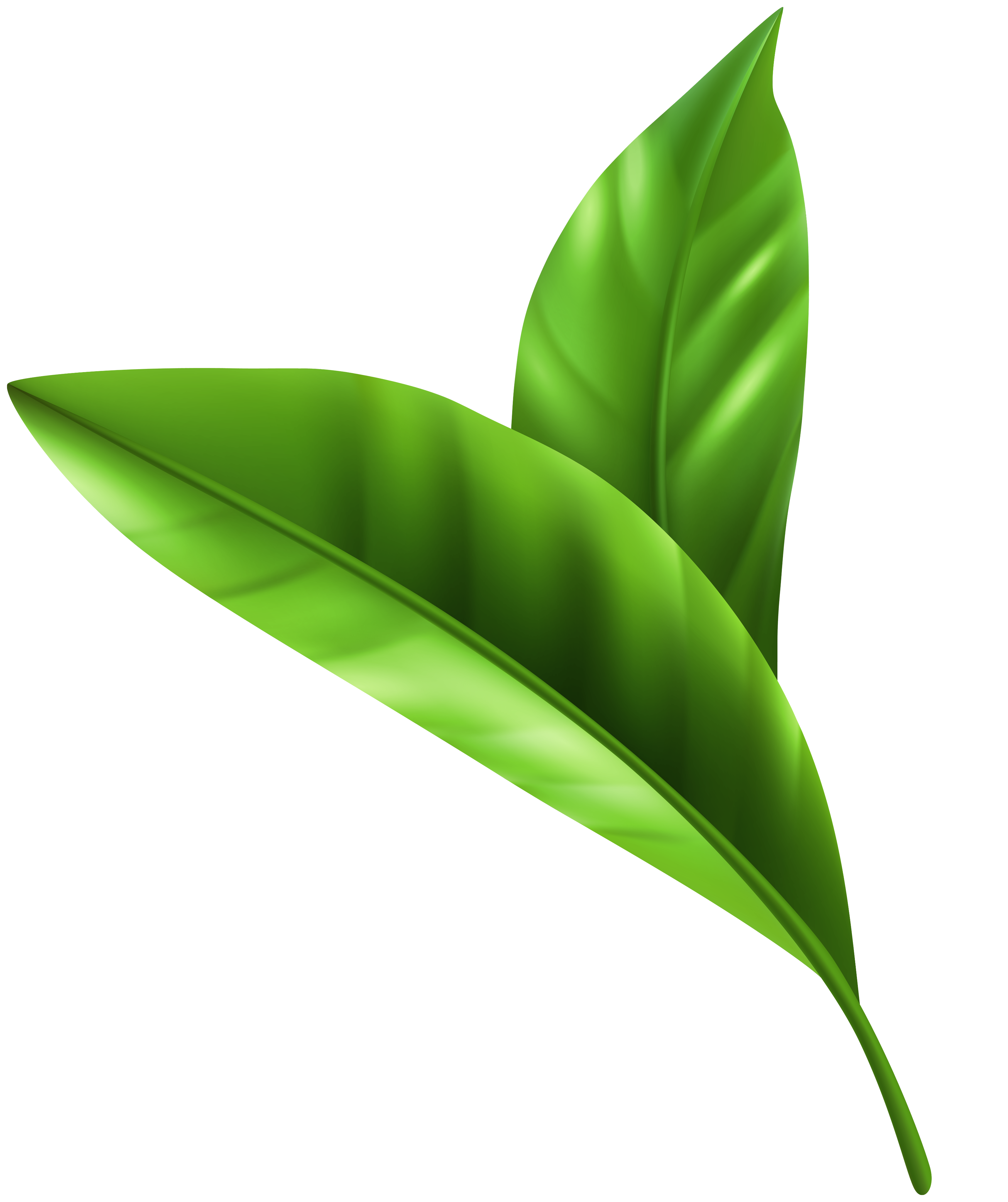 Green leaves